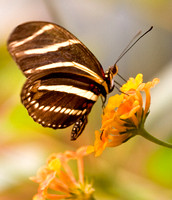 Butterfly / flower